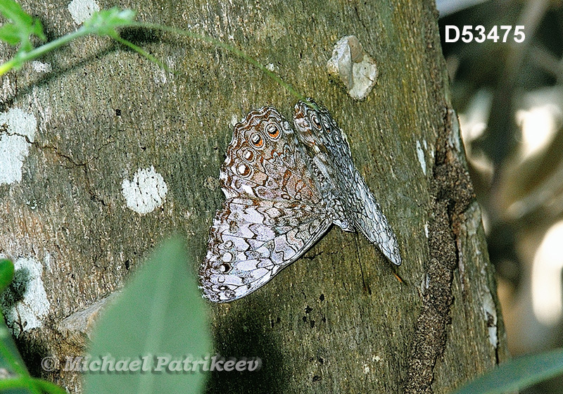 Pale Cracker (Hamadryas amphichloe)